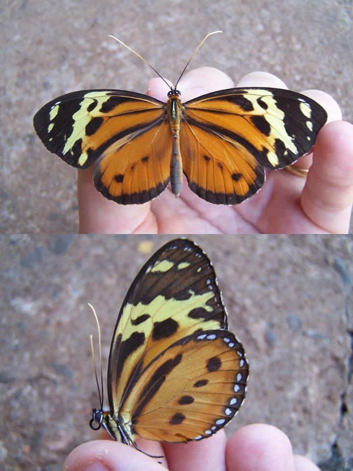 FIGURE 3d FIGURE 3d